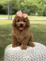 Amber , a female Miniature Goldendoodle for sale in Mayfield, KY – 2 of 10