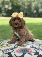 F1B Lillian, a female Cavapoo for sale in Mayfield, KY – 3 of 10