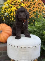 F1 Camden, a male Cockapoo for sale in Mayfield, KY – 8 of 10