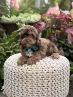 Andy, a male Cavapoo for sale in Mayfield, KY – 7 of 10