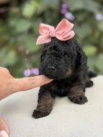Jenny, a female Miniature Bernedoodle for sale in Mayfield, KY – 6 of 6