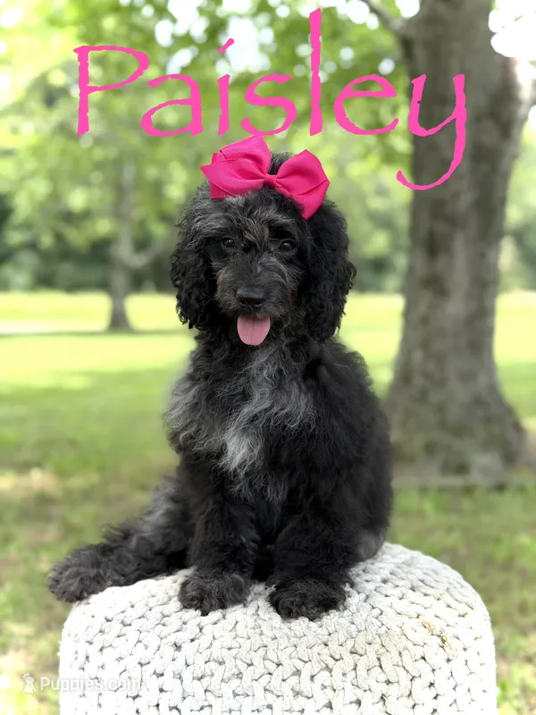 F1B Paisley – Cockapoo puppy for sale in Mayfield, KY