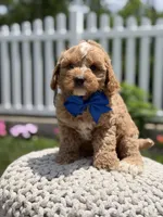 F1 Jordan, a male Cavapoo for sale in Mayfield, KY – 7 of 8