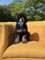 AKC Wally, a male Poodle - Multi-Colored Standard for sale in Mayfield, KY – 5 of 10