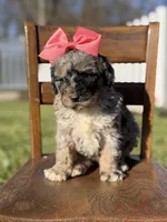 F1B Gemma, a female Bernedoodle for sale in Mayfield, KY – Photo 3 of 10