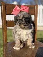 F1B Gemma, a female Bernedoodle for sale in Mayfield, KY – Photo 10 of 10