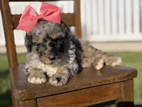 F1B Gemma, a female Bernedoodle for sale in Mayfield, KY – Photo 9 of 10