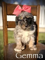 F1B Gemma, a female Bernedoodle for sale in Mayfield, KY – Photo 1 of 10