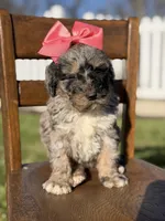 F1B Gemma, a female Bernedoodle for sale in Mayfield, KY – Photo 6 of 10