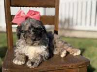 F1B Gemma, a female Bernedoodle for sale in Mayfield, KY – Photo 5 of 10