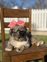 F1B Gemma, a female Bernedoodle for sale in Mayfield, KY – Photo 8 of 10