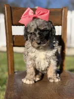 F1B Gemma, a female Bernedoodle for sale in Mayfield, KY – Photo 4 of 10