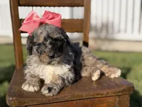 F1B Gemma, a female Bernedoodle for sale in Mayfield, KY – Photo 7 of 10