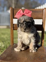 F1B Gemma, a female Bernedoodle for sale in Mayfield, KY – Photo 2 of 10
