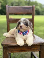 Freedom, a male Miniature Bernedoodle for sale in Mayfield, KY – 10 of 10