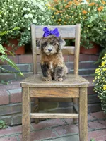 Tinsley, a female Shihpoo for sale in Mayfield, KY – 9 of 10
