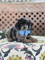 ALC Prince, a male Poodle - Toy  for sale in Mayfield, KY – 7 of 10