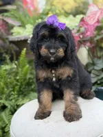 F1B Bernice , a female Bernedoodle for sale in Mayfield, KY – 3 of 10