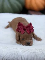 Burgundy bow f, a female Cavapoo for sale in Mayfield, KY – 1 of 6