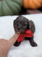 Red bow, a male Cavapoo for sale in Mayfield, KY – 1 of 9