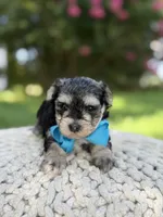 F1B Tucker, a male Maltipoo for sale in Mayfield, KY – 9 of 9