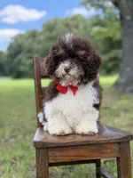 F1B Titan, a male Cavapoo for sale in Mayfield, KY – 10 of 10