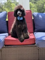 AKC Winston , a male Poodle - Multi-Colored Standard for sale in Mayfield, KY – 5 of 10