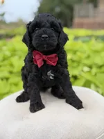 Archer, a male Cavapoo for sale in Mayfield, KY – 4 of 5
