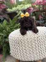 Amelia, a female Cavapoo for sale in Mayfield, KY – 6 of 8