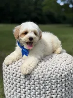Lincoln, a male Maltipoo for sale in Mayfield, KY – 9 of 10