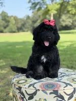 F1 Trinity, a female Bernedoodle for sale in Mayfield, KY – 8 of 10