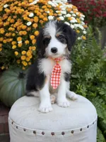 F1 Vaughn, a male Bernedoodle for sale in Mayfield, KY – 5 of 10