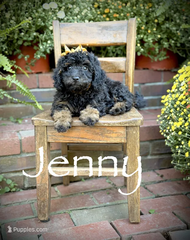 Jenny – Miniature Bernedoodle puppy for sale in Mayfield, KY