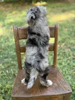 F1B Trooper, a male Maltipoo for sale in Mayfield, KY – 6 of 10