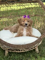 Barbie, a female Miniature Goldendoodle for sale in Mayfield, KY – 3 of 10