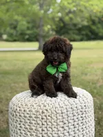 Beckett, a male Miniature Goldendoodle for sale in Mayfield, KY – 2 of 10