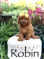 Robin, a female Cavapoo for sale in Mayfield, KY – 4 of 10