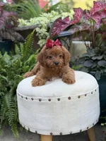 Ruby, a female Cavapoo for sale in Mayfield, KY – 6 of 9