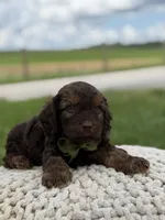 Hank, a male Cavapoo for sale in Mayfield, KY – 9 of 10