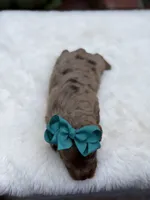 Teal bow, a female Miniature Bernedoodle for sale in Mayfield, KY – 7 of 7
