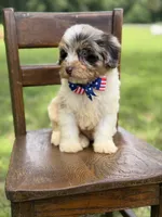 Freedom, a male Miniature Bernedoodle for sale in Mayfield, KY – 7 of 10