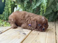F1 Cody, a male Cavapoo for sale in Mayfield, KY – 3 of 5