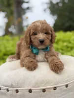 Phoenix, a male Miniature Goldendoodle for sale in Mayfield, KY – 4 of 7