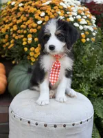 F1 Vaughn, a male Bernedoodle for sale in Mayfield, KY – 8 of 10