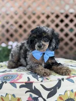 ALC Prince, a male Poodle - Toy  for sale in Mayfield, KY – 9 of 10