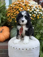 F1 Victor, a male Bernedoodle for sale in Mayfield, KY – 7 of 10