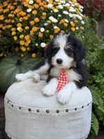 F1 Vaughn, a male Bernedoodle for sale in Mayfield, KY – 2 of 10