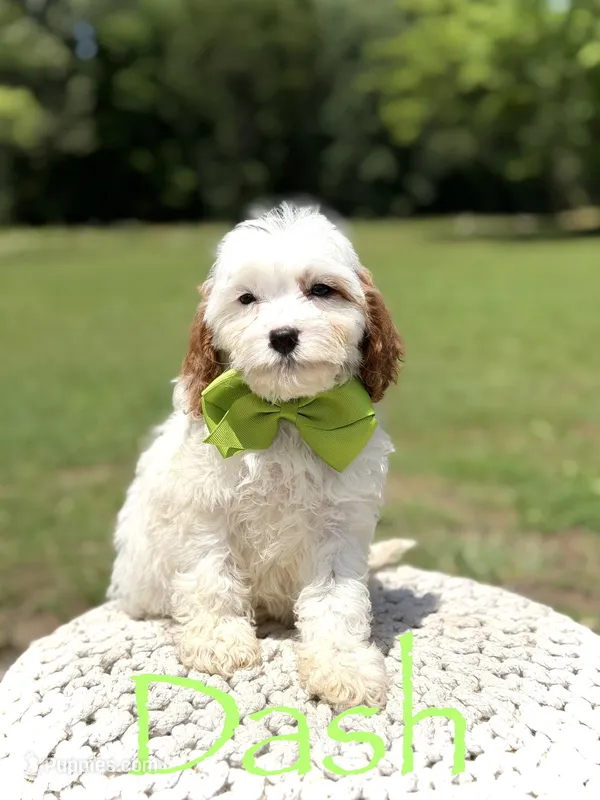 Dash  – Cavapoo puppy for sale in Mayfield, KY