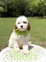 Dash , a male Cavapoo for sale in Mayfield, KY – 1 of 7