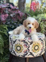 F1B Laken, a male Cavapoo for sale in Mayfield, KY – 7 of 10